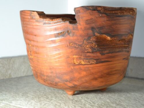 Houten schaal van Sequoia (mammoetboom)